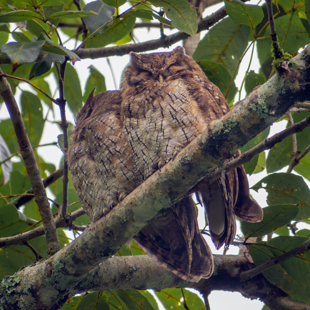 𝑀𝑒𝑔𝑎𝑠𝑐𝑜𝑝𝑠 𝑐ℎ𝑜𝑙𝑖𝑏𝑎