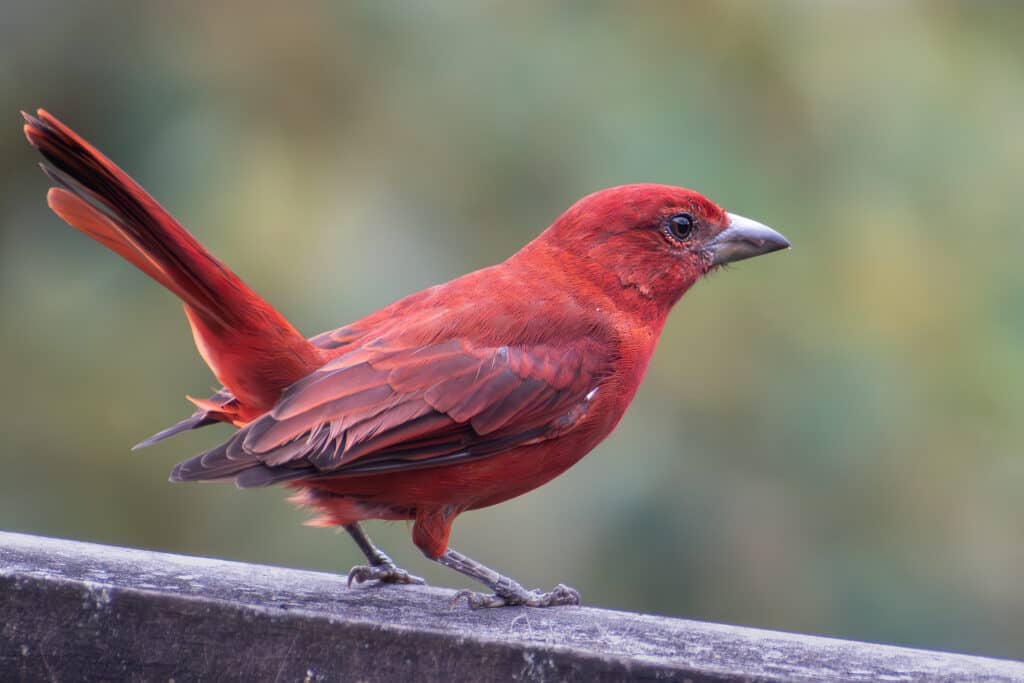 Tángara roja migratoria