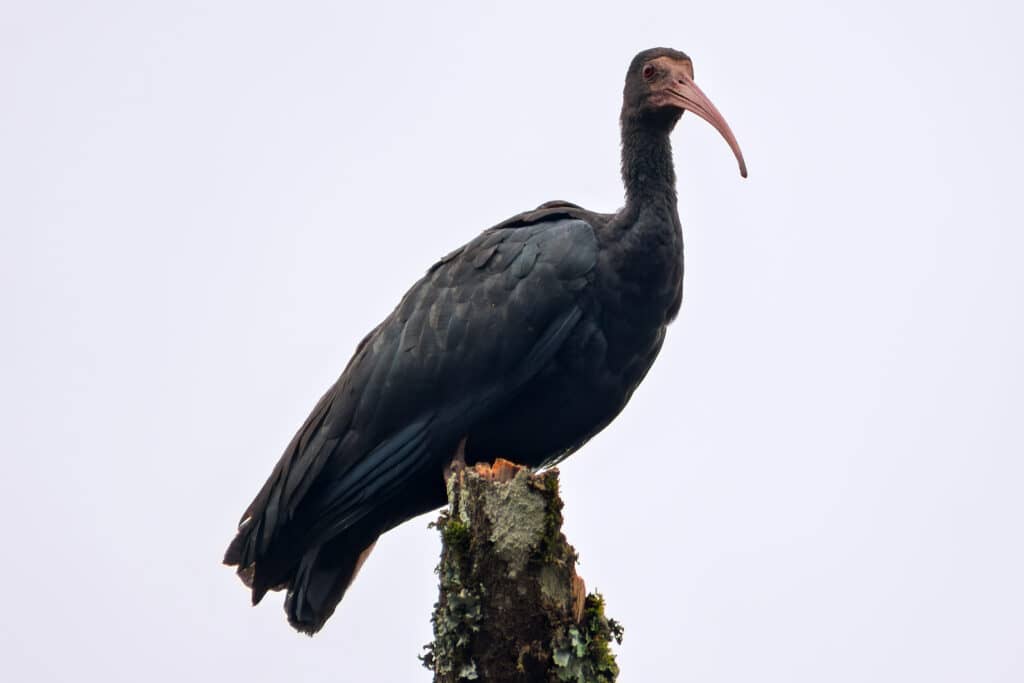 𝑃ℎ𝑖𝑚𝑜𝑠𝑢𝑠 𝑖𝑛𝑓𝑢𝑠𝑐𝑎𝑡𝑢𝑠